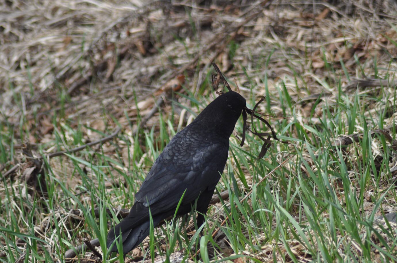 American crow (Corvus brachyrhynchos)