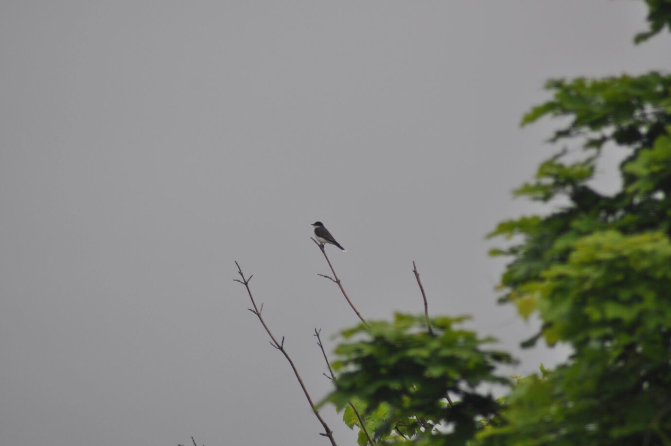 Eastern kingbird (Tyrannus tyrannus)