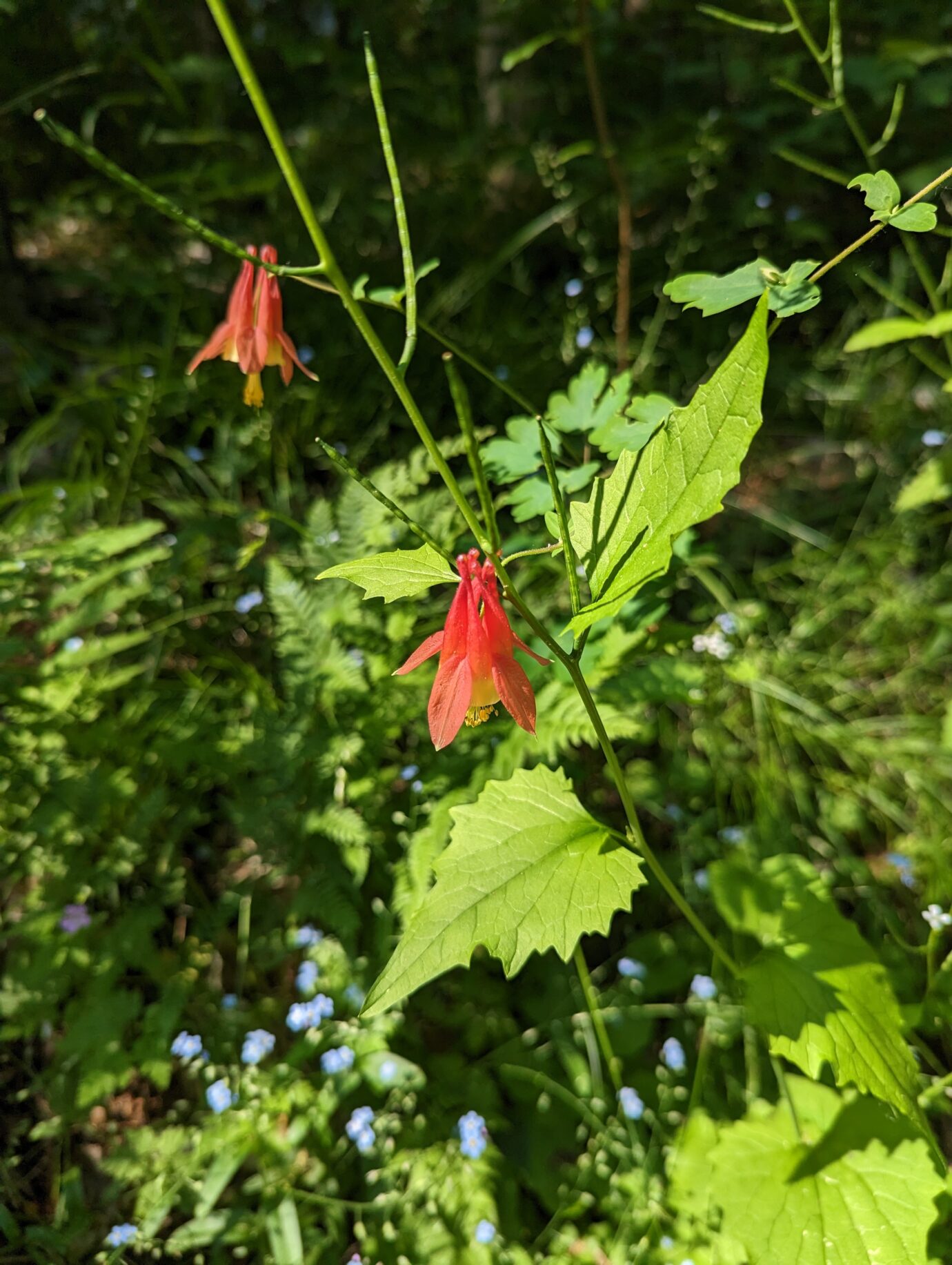 Red columbine (Aquilegia canadensis)