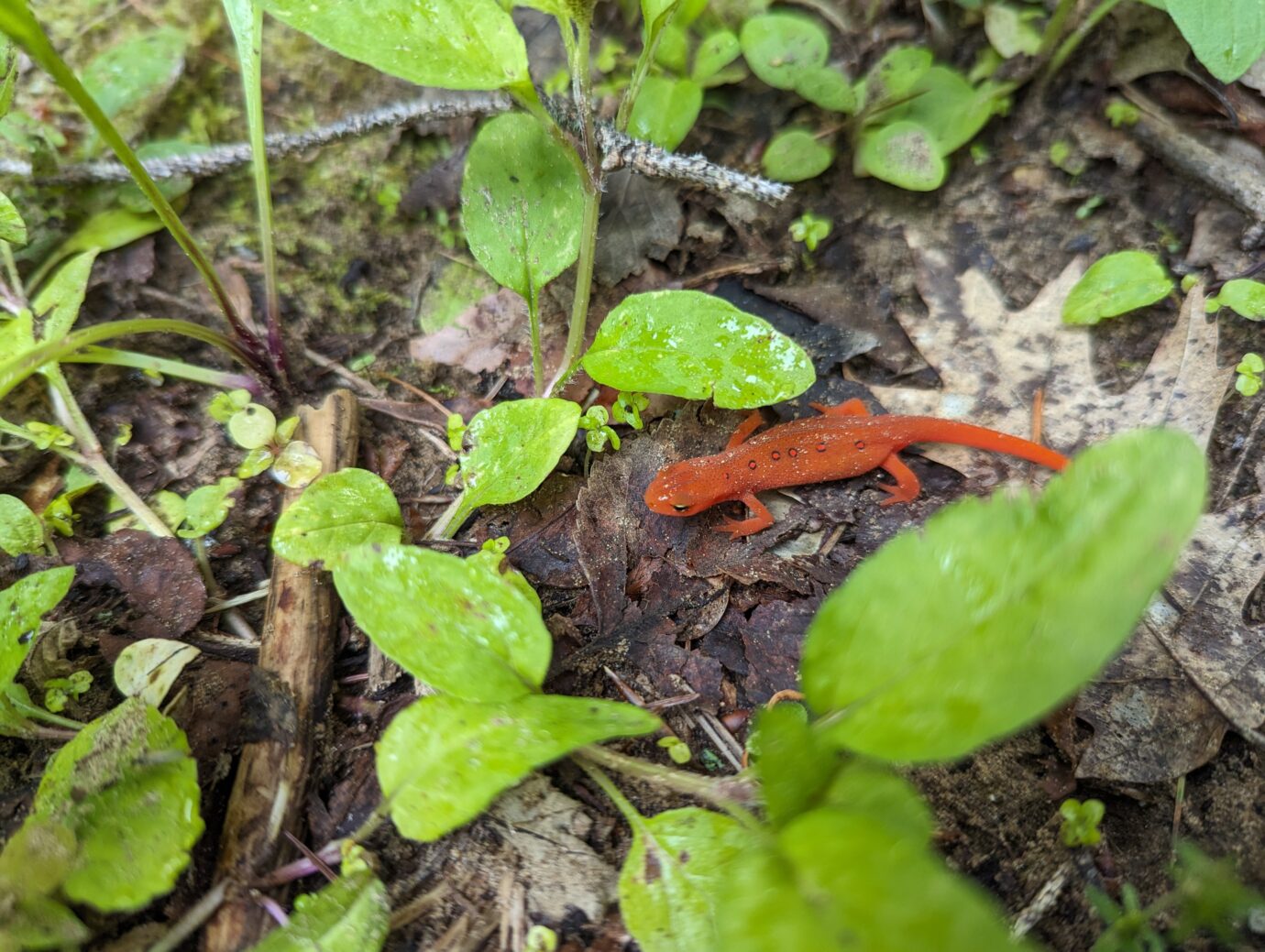 Red-spotted newt (Notophthalmus viridescens viridescens) (Eft)