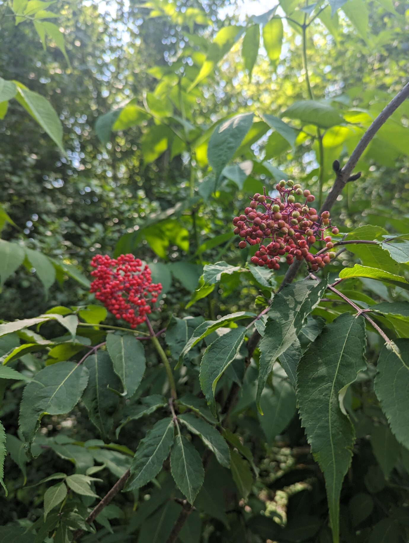 Red Elderberry (Sambucus racemosa)
