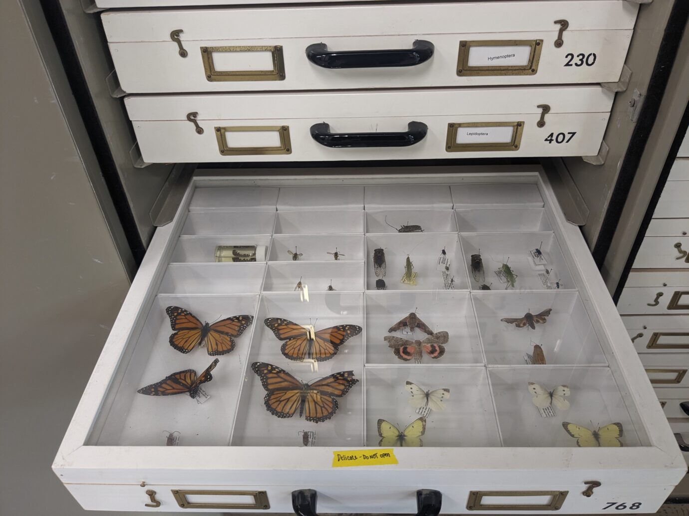 Pinned insect collection